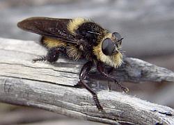 robber fly