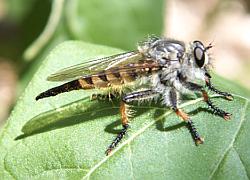 robber fly