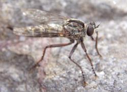 robber fly