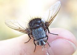 tachinid fly