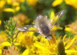 bee fly