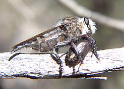 robberfly