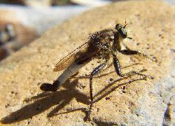 robber fly