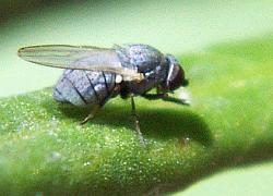 small fly