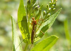 cranefly