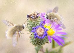 bee flies