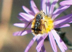 bee fly