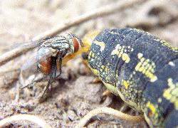 tachinid fly and hornworm