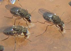 flies on puddle