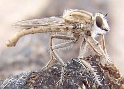 Robber Fly