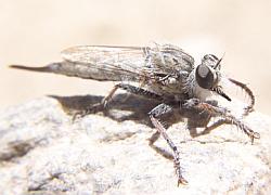 Robber Fly