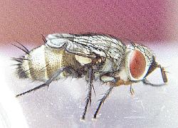 tachinid fly