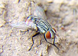 tachinid fly