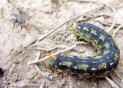 tachinid fly and white-lined sphinx