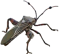 mesquite bug