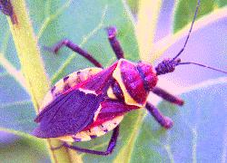 Assassin bug