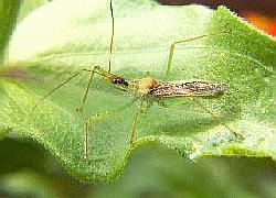 Adult Assassin Bug