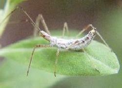 White Assassin Bug nymph