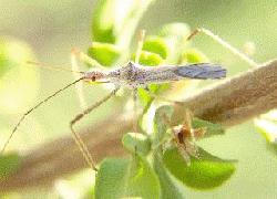 Assassin Bug adult