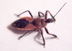 Assassin bug