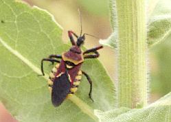 Bee Assassin bug