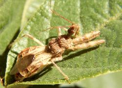 Assassin bug