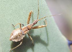 assassin bug nymph