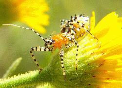 assassin bug nymph