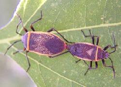 black and yellow bug