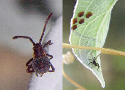 leaf-footed bug hatchling