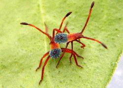 Plant Bug Nymphs