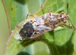 Plant bug on dandelion