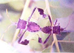 Leaf-footed bug adult