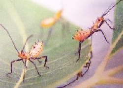 leaf-footed bug nymph