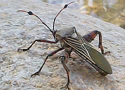 Giant Mesquite Bug