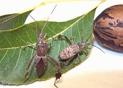 Leaf-Footed Bug