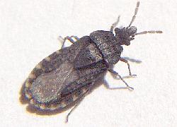 flat-bark bug