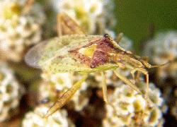 scentless plant bug