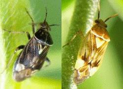 Tarnished Plant Bug