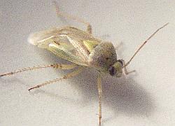 Tarnished Plant Bug