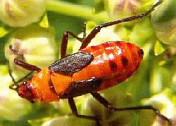 Large Milkweed Bug nymph