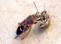 Small Eastern Milkweed Bug