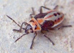 small milkweed bug nymph