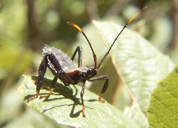 leaf-footed bug