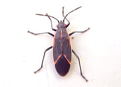 boxelder bug