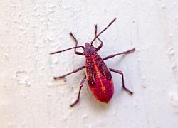 boxelder bug 3rd instar nymph