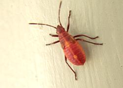 boxelder bug