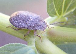 shield bug