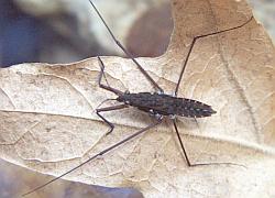 large water strider