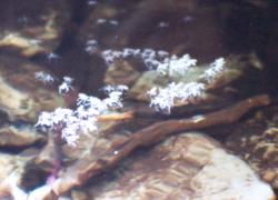 small water striders